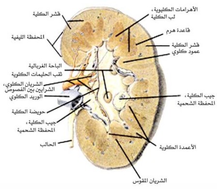  Nephrotic_Syndrome (4).jpg